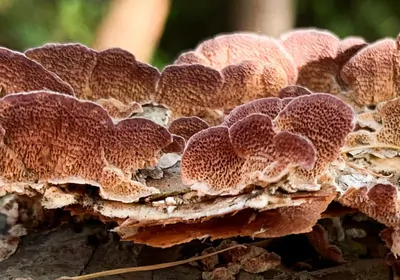 Trichaptum abietinum growing on a pine log